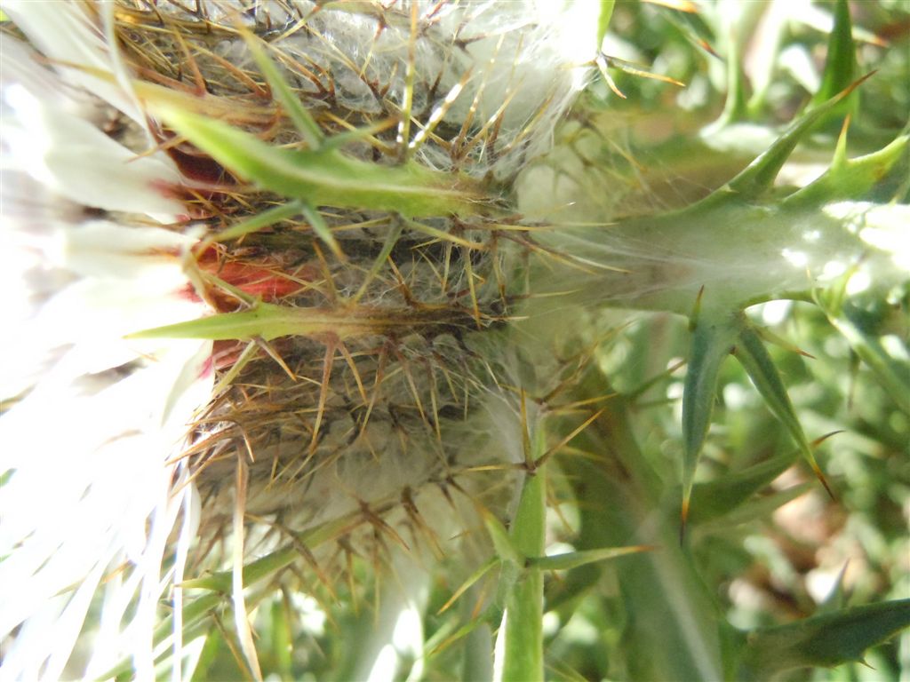 Colle Rotondo(AQ): Carlina acaulis L. subsp. caulescens